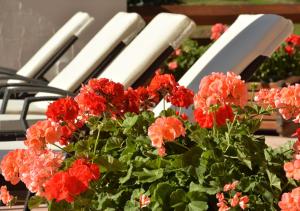 un grupo de sillas blancas con flores rojas en Hotel Terme Antico Bagno en Pozza di Fassa