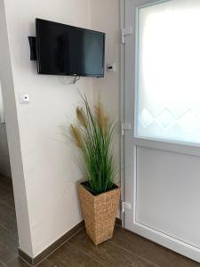 a television on a wall next to a plant at Domi's Gästehaus in Bergheim