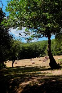 ヴィトラックにあるLa Maison Bleue - Gîte de Charme en Périgordの木の草の木の畑