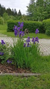 un montón de flores púrpuras en un jardín en Nikolaus und Evelyn Astner, Ferienwohnungen mit PlusCard Berg u See Erlebnis inkludiert, en Tröpolach