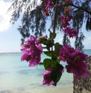 een boom met roze bloemen op het strand bij Ti Coco in Pereybere