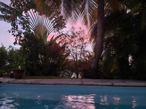 a swimming pool with a palm tree and a sunset at Un séjour privilégié à La Villa Gialla chambre d'hôte et loft dans une maison de charme avec piscine à débordement in Schœlcher