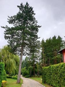 un pino sul ciglio di una strada di Apartment Caka a Zlatibor