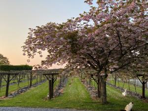 a row of trees with pink flowers on a vineyard at Jabajak Vineyard Restaurant & Rooms in Whitland