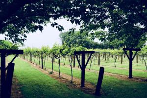 uma fileira de árvores num campo com relva verde em Jabajak Vineyard Restaurant & Rooms em Whitland