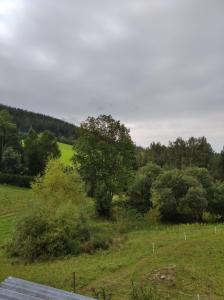 un campo verde con un árbol en el medio en Frantiskov 17, en Rokytnice nad Jizerou