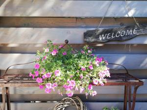 a hanging basket with pink flowers on a bench at Casa Batavia B&B in Lelystad