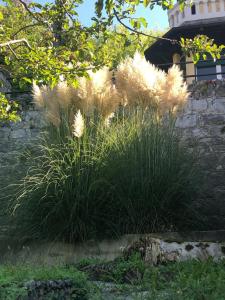 un pezzo di erba alta vicino a un muro di pietra di Villa Silvana a Perledo