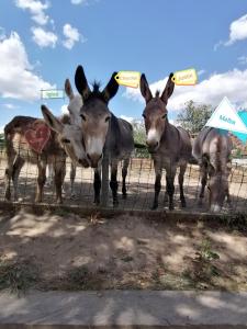 Animale la sau în apropiere de acest apartament