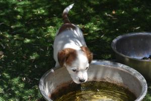 Pet ou pets ficando com hóspedes em magzal house