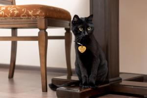 a black cat with a tag sitting on a chair at Sibirskoe Podvorie in Vladivostok