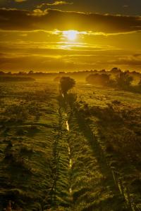 a person walking in a field at sunset at Midtown Farm Bed & Breakfast in Easton