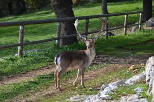Altri animali domestici presso l'aparthotel o nei dintorni