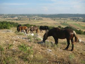Altri animali domestici presso l'aparthotel o nei dintorni
