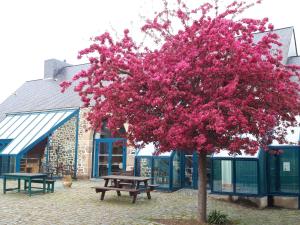 un arbre aux fleurs roses devant un bâtiment dans l'établissement Auberge de Jeunesse HI Saint-Brieuc, à Saint-Brieuc