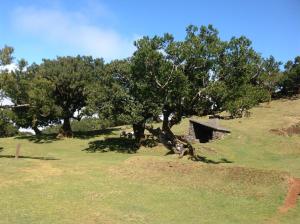 a field with trees and a tent on a hill at Pensão Fernandes in Porto Moniz