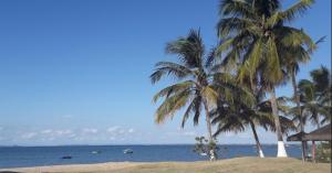Deux palmiers sur une plage avec l'océan dans l'établissement Aluga-se apartamento em Ponta de Areia, à Itaparica Town