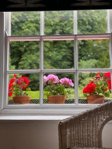 three potted flowers sitting on a window sill at Fleur De Lys Bed & Breakfast in Dorchester on Thames