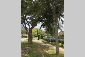 a group of trees on a sidewalk next to a street at Beautiful Quiet Neighborhood in Miami