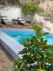 
a garden filled with lots of green plants next to a pool at Hotel Boutique Hacienda Guadalupe in San Miguel de Allende
