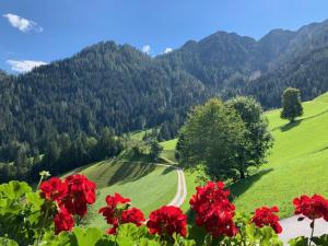 a field of red flowers with mountains in the background at Tradlhof in Thierbach