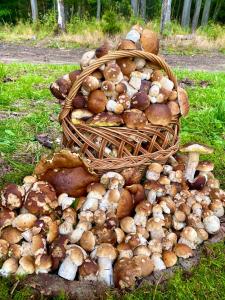een hoop paddenstoelen in een mandje op het gras bij CHALUPA V PANSKÝM , Staré Křečany u Rumburku in Panský