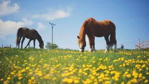 Altri animali domestici presso il campeggio di lusso o nei dintorni