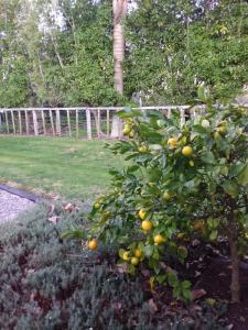 an orange tree in a yard next to a fence at Karapiro Willows Luxury B & B in Cambridge