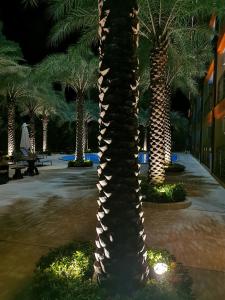 a palm tree in a park at night at APARTMENTS MBC in Mai Khao Beach