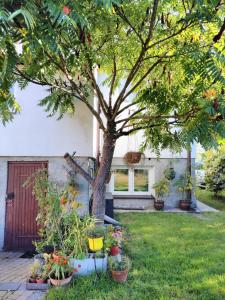 a tree in a yard with potted plants at Rustykalny Apartament in Siemiatycze