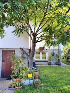 un arbre dans une cour avec des plantes en pot dans l'établissement Rustykalny Apartament, à Siemiatycze