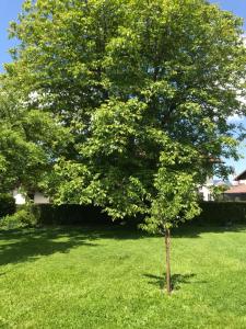 Vonkajšia záhrada v ubytovaní Villa Nussbaum
