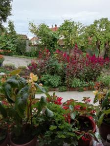 a garden filled with lots of flowers and plants at "Pivnica i smestaj Jovanovic"- Rogljevacke pivnice in Rogljevo