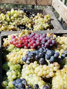 a bunch of different types of grapes on display at "Pivnica i smestaj Jovanovic"- Rogljevacke pivnice in Rogljevo