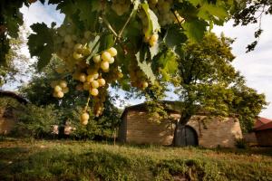 a bunch of grapes hanging from a tree at "Pivnica i smestaj Jovanovic"- Rogljevacke pivnice in Rogljevo