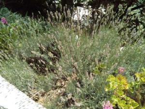 Vonkajšia záhrada v ubytovaní Villa ECCO NATURE