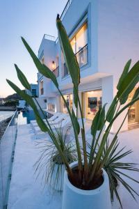 a potted plant in a white pot in front of a house at Maison Dedine- SmallLuxuryHotels -Adults Only in Sidi Bou Saïd
