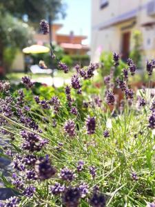 um ramo de flores roxas num jardim em A casa di Iole em Fiumicino