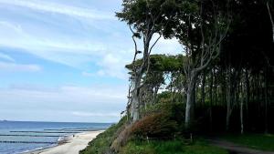 une plage bordée d'arbres dans l'établissement Ostseehaus Windbreaker _ Objekt 45, à Admannshagen-Bargeshagen