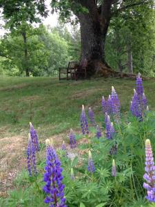 Un mazzo di fiori viola davanti a un albero. di Skålleruds Gård ad Åsensbruk