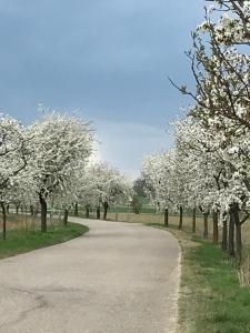a road lined with trees with white flowers at Ferienhaus bei Lauingen, mit Sauna und Gartenlounge in Veitriedhausen