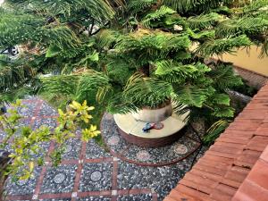 A garden outside Una Araucaria sul mare