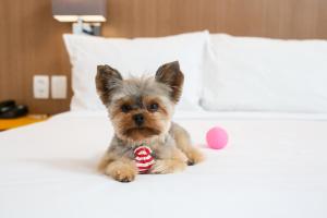 a small dog sitting on top of a bed at Radisson RED Campinas in Campinas
