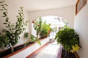 Vonkajšia záhrada v ubytovaní 1 Bedroom Apartment for 4 people in Tenerife