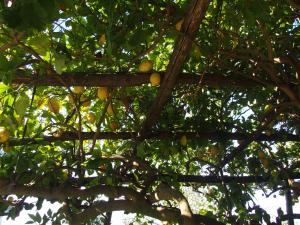 a tree with lots of lemons growing on it at GIARDINO SUL MARE in Amalfi