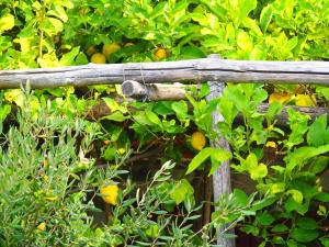 a wooden fence with oranges growing on it at GIARDINO SUL MARE in Amalfi