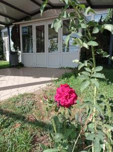 una rosa rosa frente a una casa en Hostal Brin, en Monreal del Campo