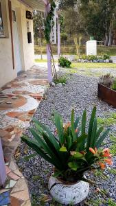 a garden with a plant in a pot in front of a house at Marinas del Riachuelo in Riachuelo