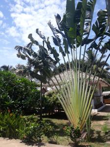 a palm tree in front of a building at Sunya Cottage in Lamai