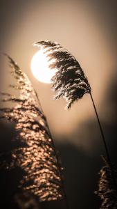 a tall plant with the sun in the background at Extravagantes Apartment in Potsdam